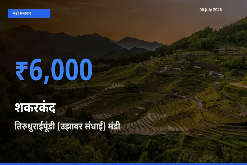 आज का मंडी भाव: शकरकंद के सबसे ज़्यादा दाम तिरुथुराईपूंडी (उझावर संधाई) में