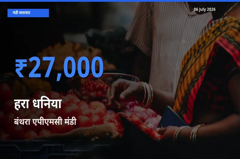 बाज़ार संकेत: बंथरा एपीएमसी बना हरा धनिया के लिए आज की टॉप मंडी
