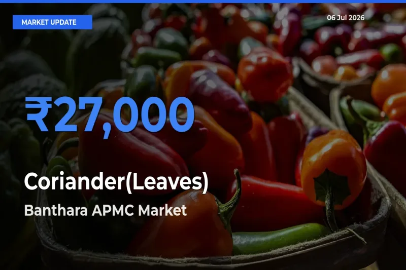 Market Watch: Banthara APMC Becomes Top Mandi for Coriander(Leaves)