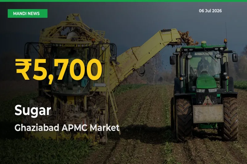 Fresh Record! Sugar Price Climbs to New High in Ghaziabad APMC