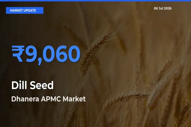 Dhanera APMC Offers ₹9,060 – Highest Dill Seed Rate Today