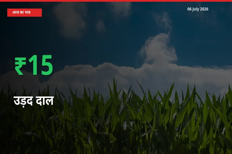 स्थानीय मंडी में उड़द दाल के दाम अचानक 15.17% उछले, किसान सतर्क