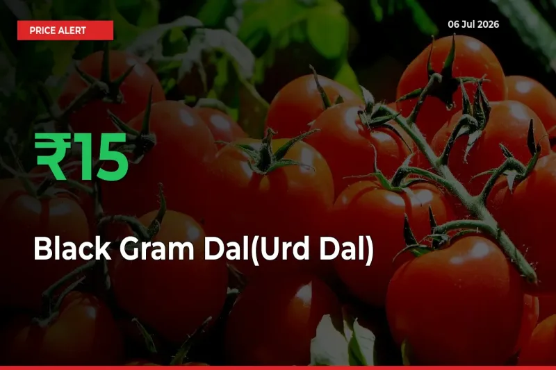 Black Gram Dal(Urd Dal) Rises 15.17% at Mandis