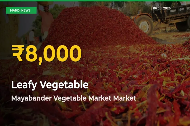 Leafy Vegetable Price Hits New High in Mayabander Vegetable Market Today – Check Latest Mandi Rates