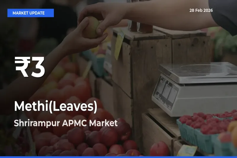 Farmers Concerned as Methi(Leaves) Hits 30-Day Low in Shrirampur APMC