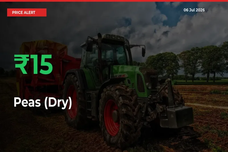 Sudden 15.44% Rally in Peas (Dry) Prices Across Mandis