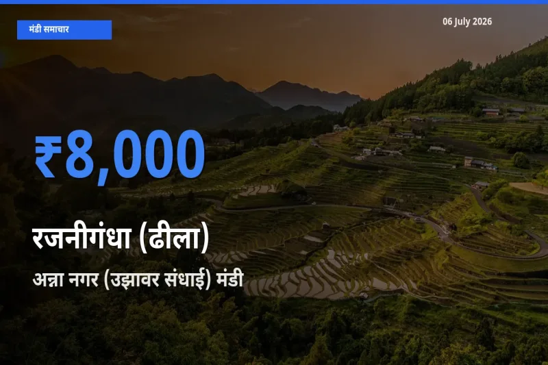 अन्ना नगर (उझावर संधाई) में रजनीगंधा (ढीला) का आज सबसे ऊँचा भाव