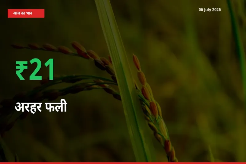 आज का मंडी भाव: अरहर फली के दाम मंडी में 21.29% ऊपर