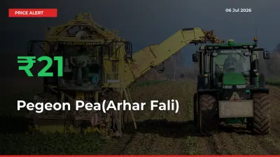 This Mandi Records 21.29% Jump in Pegeon Pea(Arhar Fali) Prices