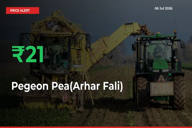 This Mandi Records 21.29% Jump in Pegeon Pea(Arhar Fali) Prices