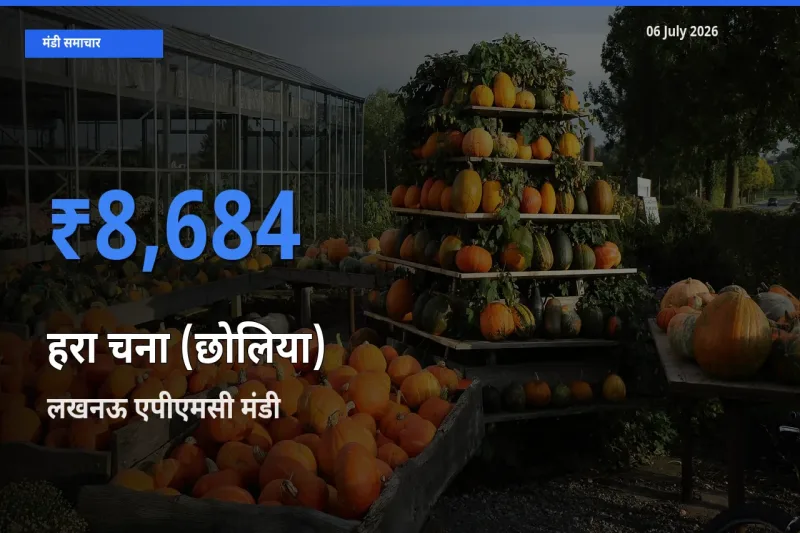 लखनऊ एपीएमसी मंडी में आज हरा चना (छोलिया) के सबसे ऊँचे दाम दर्ज