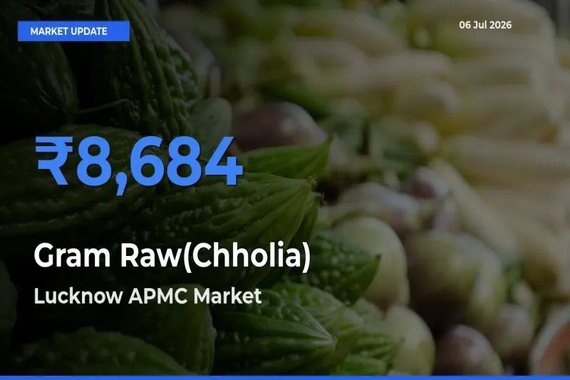 Gram Raw(Chholia) Mandi Rate Today: Lucknow APMC Tops the List