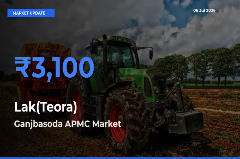 Ganjbasoda APMC Records Highest ₹3,100 Rate for Lak(Teora)