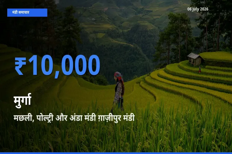 मछली, पोल्ट्री और अंडा मंडी ग़ाज़ीपुर में मुर्गा का आज सबसे ऊँचा भाव