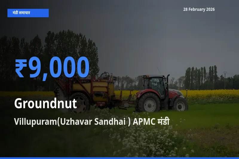 टॉप मंडी बना Villupuram(Uzhavar Sandhai ) APMC! Groundnut के सबसे ऊँचे दाम यहीं दर्ज