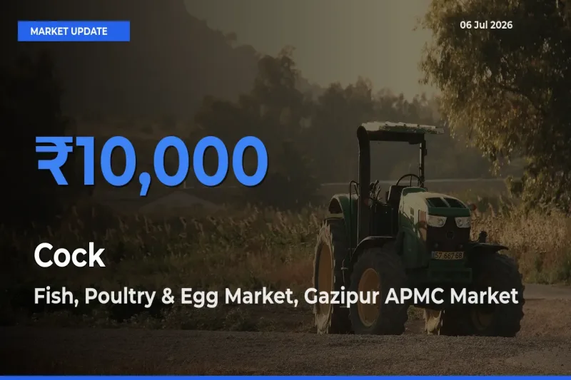 Cock Mandi Rate Today: Fish, Poultry & Egg Market, Gazipur APMC Tops the List