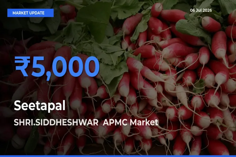SHRI.SIDDHESHWAR  APMC Tops Seetapal Rates – July 06 Market Update