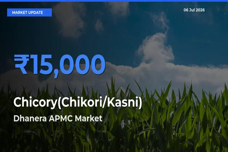 Dhanera APMC Leads as Top Mandi for Chicory(Chikori/Kasni) Prices