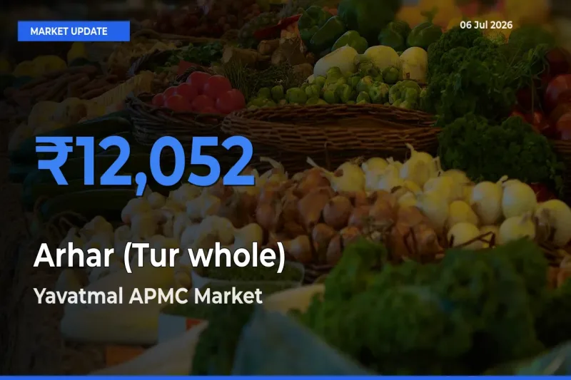 Farmers Prefer Yavatmal APMC as Arhar (Tur whole) Hits Highest Rate