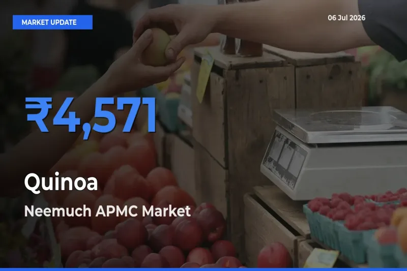 Market Watch: Neemuch APMC Becomes Top Mandi for Quinoa