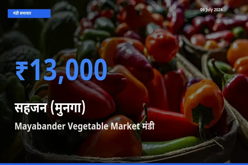आज सहजन (मुनगा) के सबसे ऊँचे दाम ₹13,000 Mayabander Vegetable Market मंडी में