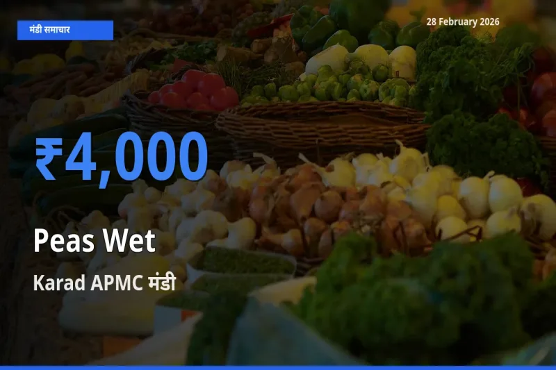 Karad APMC मंडी में Peas Wet ₹4,000 पर पहुँचा – आज का सर्वोच्च भाव