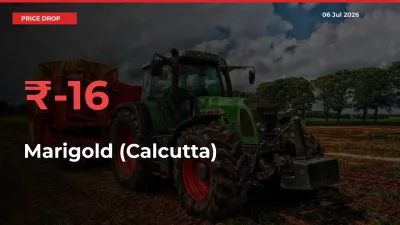 Marigold (Calcutta) Prices Drop 15.57% in 24 Hours at Major Mandis