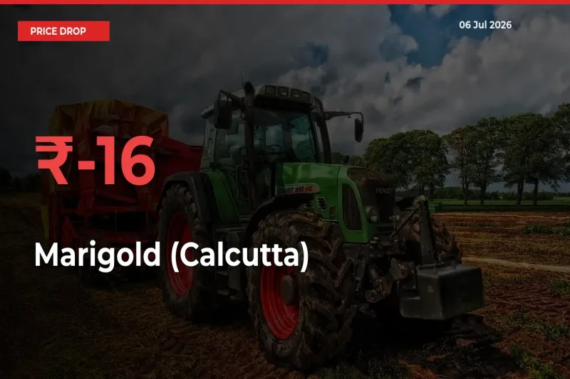 Marigold (Calcutta) Prices Drop 15.57% in 24 Hours at Major Mandis