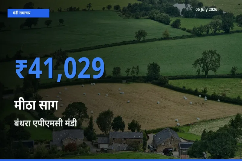 किसानों की पसंद बना बंथरा एपीएमसी, मीठा साग के सबसे अच्छे दाम