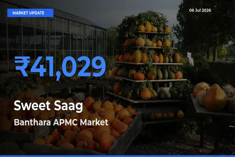 Farmers Prefer Banthara APMC as Sweet Saag Hits Highest Rate