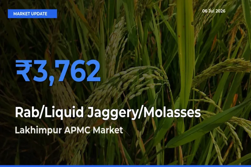 Lakhimpur APMC Emerges as Top Mandi for Rab/Liquid Jaggery/Molasses Prices Today