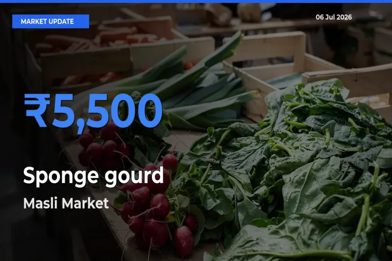 Masli Tops Sponge gourd Rates – July 06 Market Update