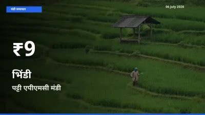 रिकॉर्ड गिरावट नहीं, लेकिन 30 दिन का न्यूनतम! पट्टी एपीएमसी में भिंडी के दाम फिसले