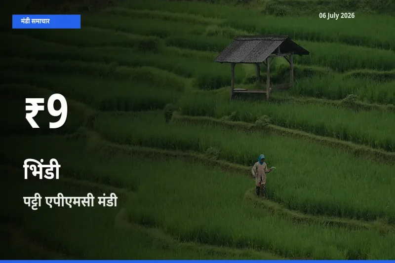 रिकॉर्ड गिरावट नहीं, लेकिन 30 दिन का न्यूनतम! पट्टी एपीएमसी में भिंडी के दाम फिसले