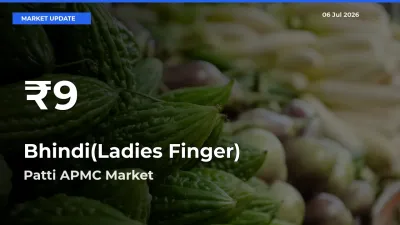 Big Drop! Bhindi(Ladies Finger) Slides to 30-Day Low at Patti APMC