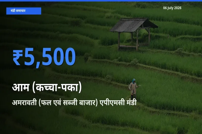 आज आम (कच्चा-पका) के सबसे ज़्यादा दाम अमरावती (फल एवं सब्जी बाजार) एपीएमसी मंडी में दर्ज