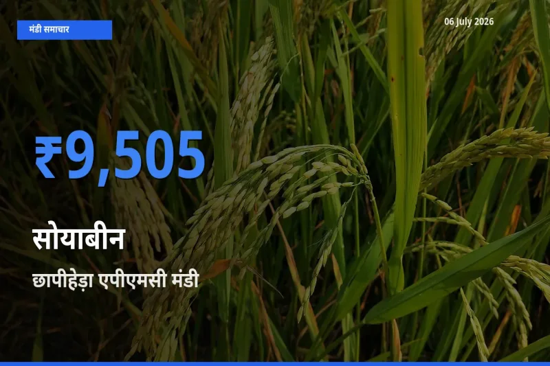 आज सोयाबीन के सबसे ऊँचे दाम ₹9,505 छापीहेड़ा एपीएमसी मंडी में