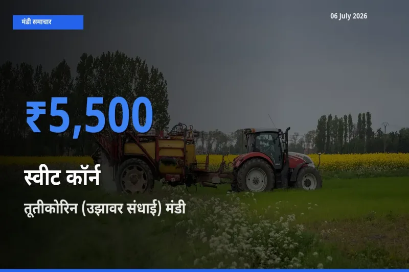 किसानों की पसंद बना तूतीकोरिन (उझावर संधाई), स्वीट कॉर्न के सबसे अच्छे दाम