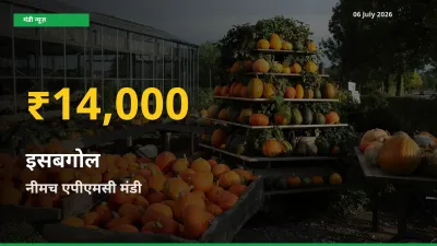 नीमच एपीएमसी में इसबगोल ₹14,000 पर पहुँचा – अब तक का उच्चतम भाव