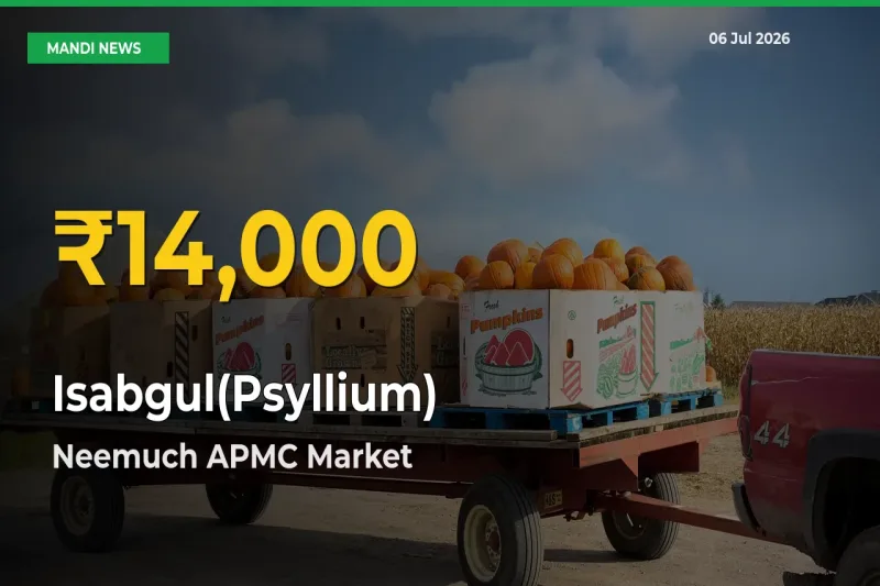 Isabgul(Psyllium) Mandi Rate Surges Today in Neemuch APMC – Highest Level in 30 Days