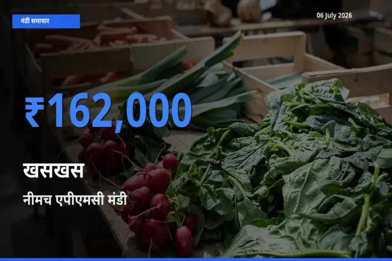 बाज़ार संकेत: नीमच एपीएमसी बना खसखस के लिए आज की टॉप मंडी
