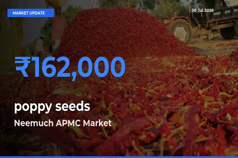 Neemuch APMC Emerges as Top Mandi for poppy seeds Prices Today