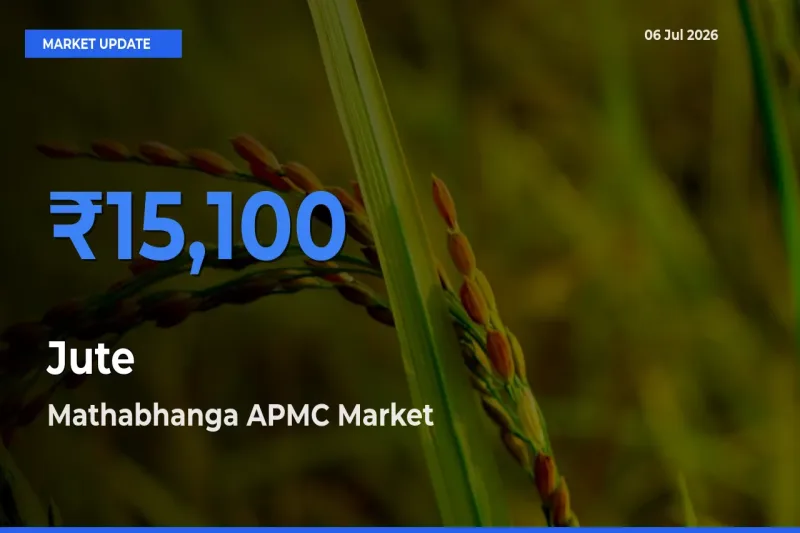 Mathabhanga APMC Leads as Top Mandi for Jute Prices
