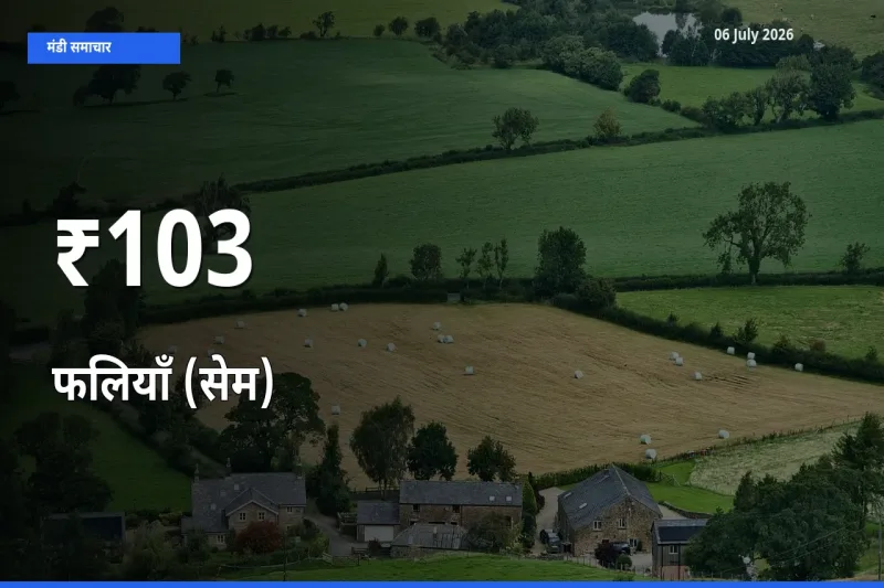 आज का मंडी ट्रेंड: फलियाँ (सेम) के दाम कई बाजारों में एक साथ बदले