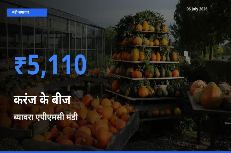 आज करंज के बीज के सबसे ज़्यादा दाम ब्यावरा एपीएमसी मंडी में दर्ज