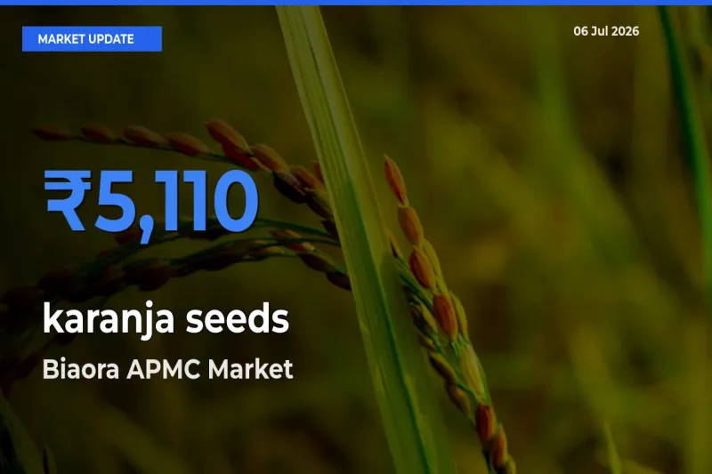 Biaora APMC Leads as Top Mandi for karanja seeds Prices