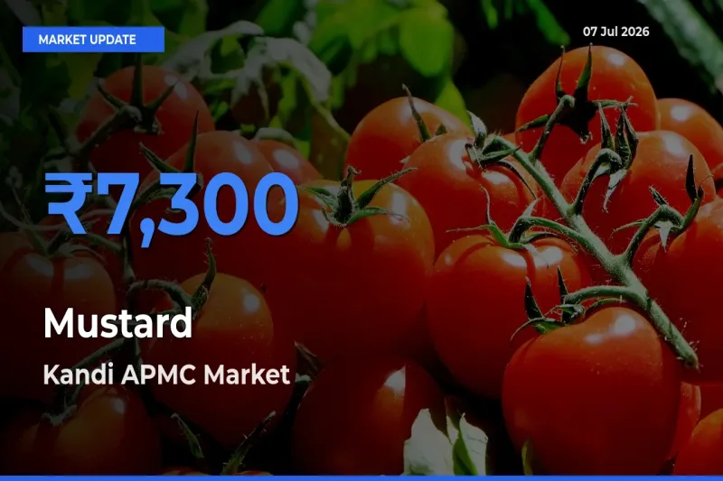Kandi APMC Records Highest ₹7,300 Rate for Mustard
