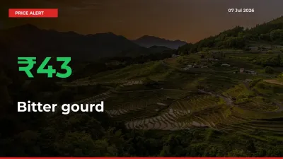 Sharp Jump! Bitter gourd Prices Climb 43.34% in 24 Hours at Key Mandis