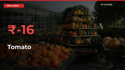 Tomato Prices Drop 16.01% in 24 Hours at Major Mandis