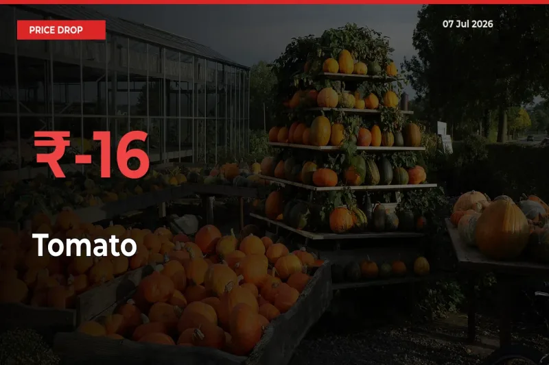 Tomato Prices Drop 16.01% in 24 Hours at Major Mandis